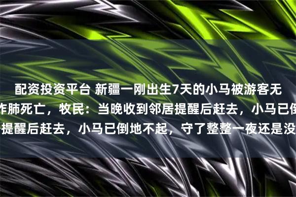 配资投资平台 新疆一刚出生7天的小马被游客无人机追赶，狂奔躲避致炸肺死亡，牧民：当晚收到邻居提醒后赶去，小马已倒地不起，守了整整一夜还是没保住